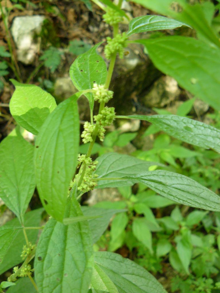 un aiutino: Parietaria cfr. officinalis